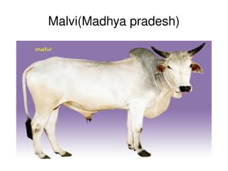 Malvi(Madhya pradesh)




               
 