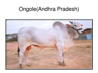 Ongole(Andhra Pradesh)




               
 