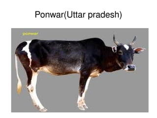 Ponwar(Uttar pradesh)




               
 