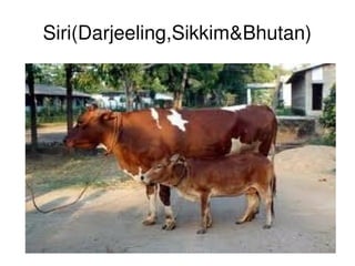 Siri(Darjeeling,Sikkim&Bhutan)




                   
 