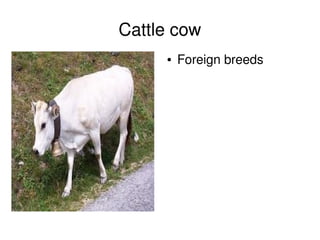 Cattle cow
            ●   Foreign breeds 




         
 