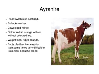Ayrshire
    ●   Place:Ayrshire in scotland.
    ●   Bullocks:worker.
    ●   Cows:good milker.
    ●   Colour:redish orange with or 
        without coloured leg.
    ●   Weight:1000­1300 pounds.
    ●   Facts:ulert&active, easy to 
        train.some times very difficult to 
        train.most beautiful breed.




                                               
 