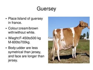 Guersey
    ●   Place:Island of guersey 
        in france.
    ●   Colour:cream/brown 
        with/without white.
    ●   Wieght:F­450to500 kg 
        M­600to700kg.
    ●   Body:udder are less 
        symetrical than jersey, 
        and face are longer than 
        jersey.
                                     
 