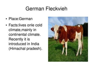 German Fleckvieh
    ●   Place:German
    ●   Facts:lives onle cold 
        climate,mainly in 
        continental climate. 
        Recently it is 
        introduced in India 
        (Himachal pradesh).



                                  
 