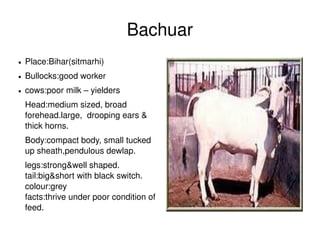 Bachuar
    ●   Place:Bihar(sitmarhi)
    ●   Bullocks:good worker
    ●   cows:poor milk – yielders
        Head:medium sized, broad 
        forehead.large,  drooping ears & 
        thick horns.
        Body:compact body, small tucked 
        up sheath,pendulous dewlap.
        legs:strong&well shaped.            
        tail:big&short with black switch.   
        colour:grey                                    
        facts:thrive under poor condition of 
        feed.                  
                                                           
 