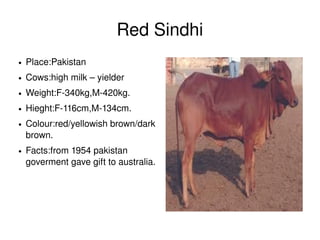 Red Sindhi
    ●   Place:Pakistan
    ●   Cows:high milk – yielder
    ●   Weight:F­340kg,M­420kg.
    ●   Hieght:F­116cm,M­134cm.
    ●   Colour:red/yellowish brown/dark 
        brown.
    ●   Facts:from 1954 pakistan 
        goverment gave gift to australia.




                                             
 