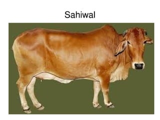 Sahiwal




        
 