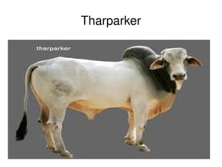 Tharparker




         
 