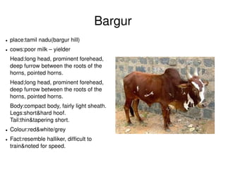 Bargur
●   place:tamil nadu(bargur hill)
●   cows:poor milk – yielder
    Head:long head, prominent forehead, 
    deep furrow between the roots of the 
    horns, pointed horns.
    Head;long head, prominent forehead, 
    deep furrow between the roots of the 
    horns, pointed horns.
    Body:compact body, fairly light sheath. 
    Legs:short&hard hoof.                      
    Tail:thin&tapering short.                 
●   Colour:red&white/grey
●   Fact:resemble halliker, difficult to 
    train&noted for speed.
                                                   
 