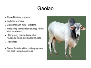 Gaolao
    ●   Place:Madhya pradesh
    ●   Bullocks:working
    ●   Cows:medium milk – yielders
    ●   Head:long narrow face,stumpy horns 
        with short ears. 
    ●     Body:long narrow body, short 
        muscular limbs, developed sheath. 
    ●    Tail:short                                              
                                                        
    ●   Colour:female­white, male­grey over 
        the neck, lump & quartess.




                                                                     
 
