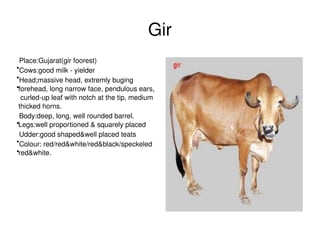 Gir
  Place:Gujarat(gir foorest)
  Cows:good milk ­ yielder
●



  Head;massive head, extremly buging 
●


●
 forehead, long narrow face, pendulous ears, 
  curled­up leaf with notch at the tip, medium 
 thicked horns.
  Body:deep, long, well rounded barrel.    
●
 Legs:well proportioned & squarely placed
  Udder:good shaped&well placed teats   
  Colour: red/red&white/red&black/speckeled 
●


●
 red&white.  
                          




                                                   
 