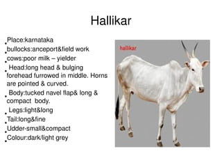 Hallikar
●
  Place:karnataka  
●
  bullocks:anceport&field work
●
  cows:poor milk – yielder
●
   Head:long head & bulging 
 forehead furrowed in middle. Horns 
 are pointed & curved. 
●
   Body:tucked navel flap& long & 
 compact  body.
●
   Legs:light&long 
●
  Tail:long&fine  
●
  Udder­small&compact                      
●
  Colour:dark/light grey            

                                               
 