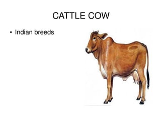 CATTLE COW
    ●   Indian breeds




                         
 