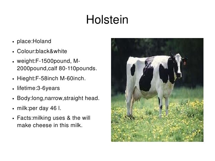dairy cow facts