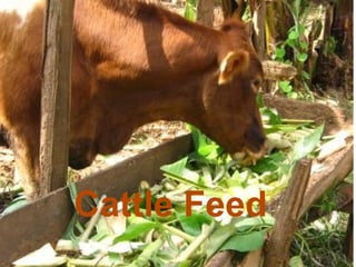 Cattle Feed
 
