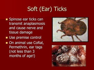 Cattle Ear Rot Cattle-Parasites.ppt
