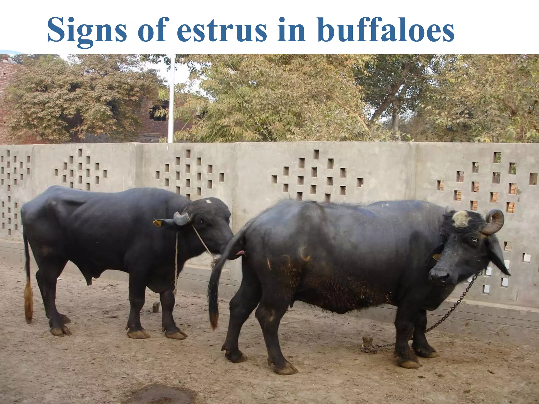Signs of estrus in buffaloes
 