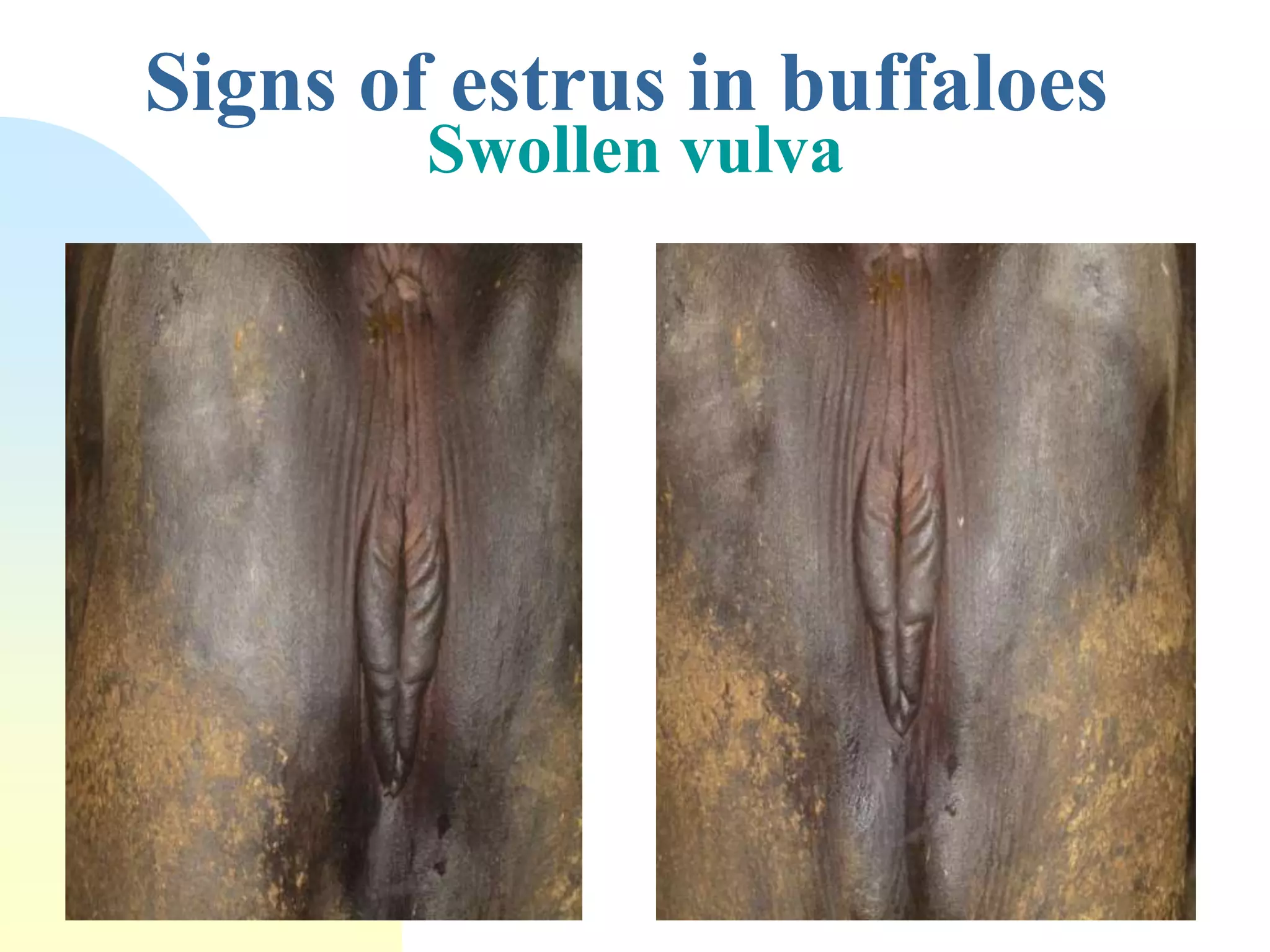 Signs of estrus in buffaloes
Swollen vulva
 