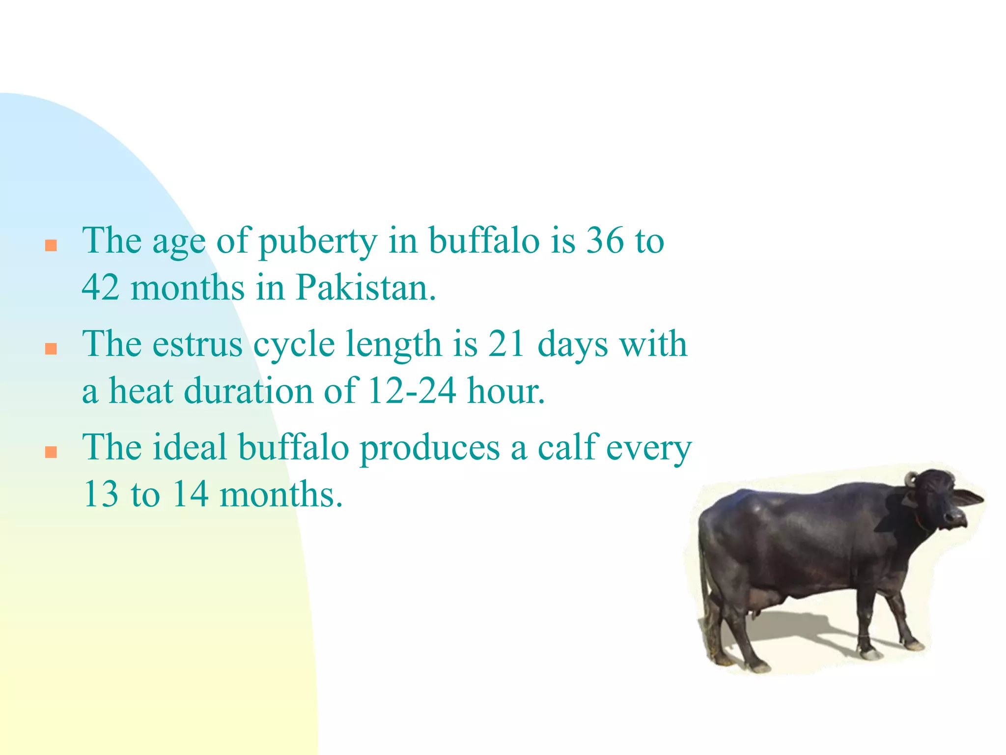  The age of puberty in buffalo is 36 to
42 months in Pakistan.
 The estrus cycle length is 21 days with
a heat duration of 12-24 hour.
 The ideal buffalo produces a calf every
13 to 14 months.
 