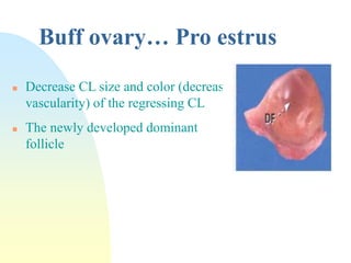 Estrus Cycle In Buffaloes