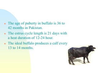 Estrus Cycle In Buffaloes