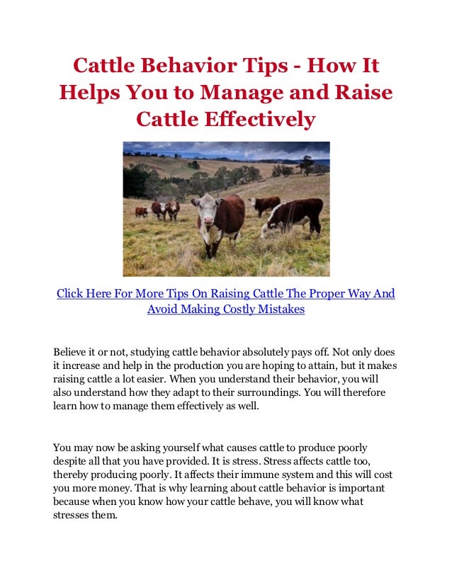 Cattle Behavior Tips How It Helps You to Manage and Raise Cattle