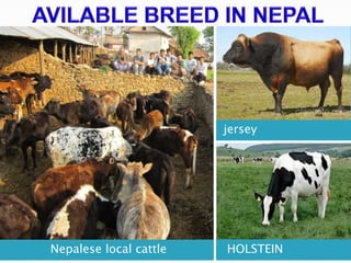 jersey

Nepalese local cattle

HOLSTEIN

 