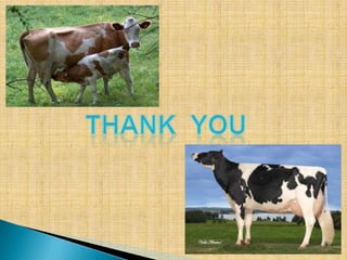  community based cattle  breeding plan in Nepal