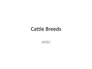 Cattle Breeds 
ANSC 
 