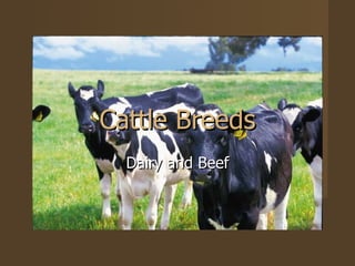 Cattle Breeds Dairy and Beef 