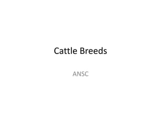 Cattle Breeds
ANSC
 