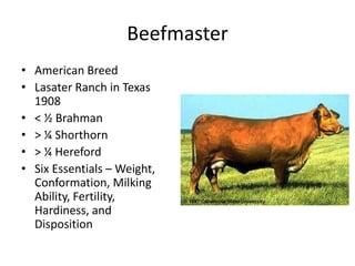 Cattle breeds | PPTX