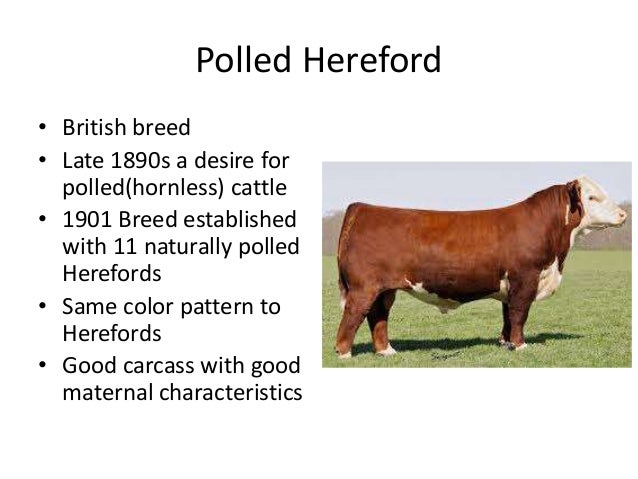 Cattle Breeds