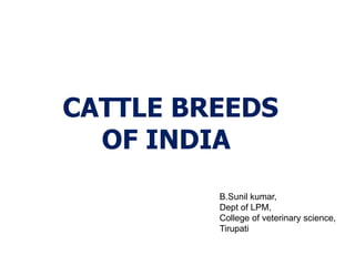 CATTLE BREEDS
OF INDIA
B.Sunil kumar,
Dept of LPM,
College of veterinary science,
Tirupati
 