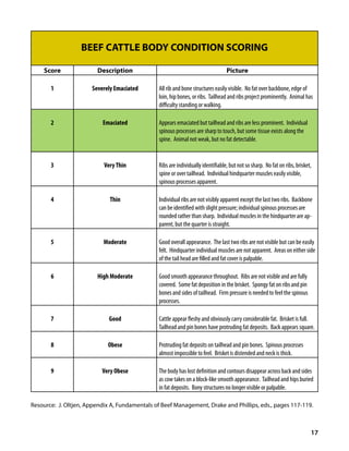 Cattle care standards (usa) | PDF