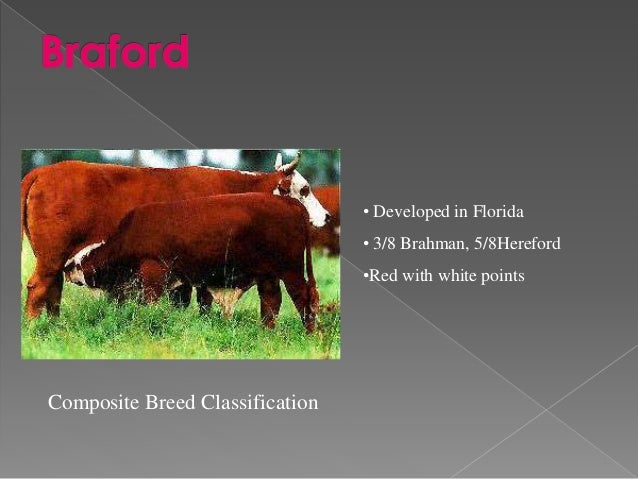 Cattle farming