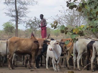 Cattle diseases in dairy herds in Tanzania: Farmers’ view and laboratory confirmation