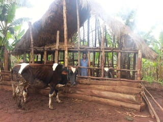 Cattle diseases in dairy herds in Tanzania: Farmers’ view and laboratory confirmation