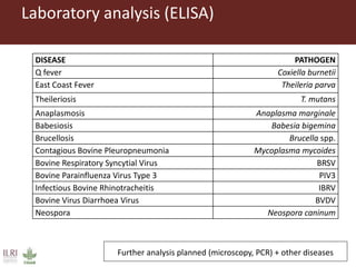 Cattle diseases in dairy herds in Tanzania: Farmers’ view and laboratory confirmation