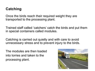 Catching
Once the birds reach their required weight they are
transported to the processing plant.
Trained staff called ‘catchers’ catch the birds and put them
in special containers called modules.
Catching is carried out quietly and with care to avoid
unnecessary stress and to prevent injury to the birds.
The modules are then loaded
into lorries and taken to the
processing plant.
 
