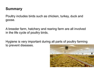 Summary
Poultry includes birds such as chicken, turkey, duck and
goose.
A breeder farm, hatchery and rearing farm are all involved
in the life cycle of poultry birds.
Hygiene is very important during all parts of poultry farming
to prevent diseases.
 