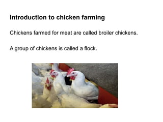Introduction to chicken farming
Chickens farmed for meat are called broiler chickens.
A group of chickens is called a flock.
 