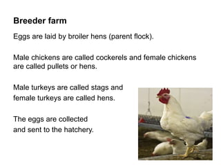 Breeder farm
Eggs are laid by broiler hens (parent flock).
Male chickens are called cockerels and female chickens
are called pullets or hens.
Male turkeys are called stags and
female turkeys are called hens.
The eggs are collected
and sent to the hatchery.
 