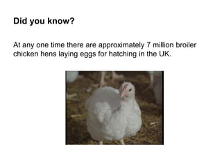 Did you know?
At any one time there are approximately 7 million broiler
chicken hens laying eggs for hatching in the UK.
 