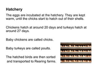 Hatchery
The eggs are incubated at the hatchery. They are kept
warm, until the chicks start to hatch out of their shells.
Chickens hatch at around 20 days and turkeys hatch at
around 27 days.
Baby chickens are called chicks.
Baby turkeys are called poults.
The hatched birds are then sorted
and transported to Rearing farms.
 
