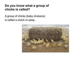 Do you know what a group of
chicks is called?
A group of chicks (baby chickens)
is called a clutch or peep.
 