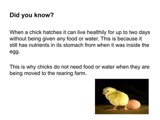 Did you know?
When a chick hatches it can live healthily for up to two days
without being given any food or water. This is because it
still has nutrients in its stomach from when it was inside the
egg.
This is why chicks do not need food or water when they are
being moved to the rearing farm.
 