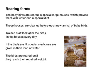 Rearing farms
The baby birds are reared in special large houses, which provide
them with water and a special diet.
These houses are cleaned before each new arrival of baby birds.
Trained staff look after the birds
in the houses every day.
If the birds are ill, special medicines are
given in their food or water.
The birds are reared until
they reach their required weight.
 
