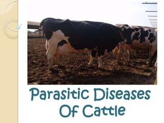 Parasitic Diseases
    Of Cattle
 