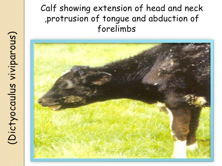 Cattle infectious diseases not final